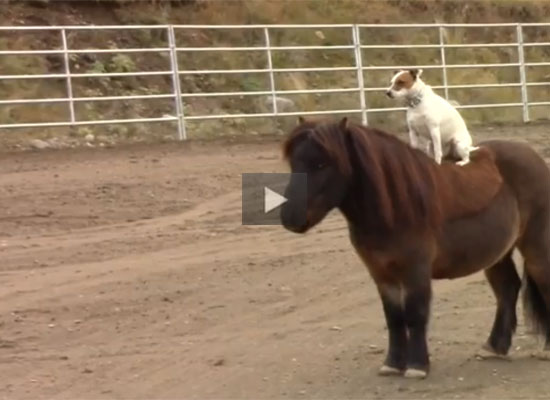 Jack Russell Rides Mini Horse