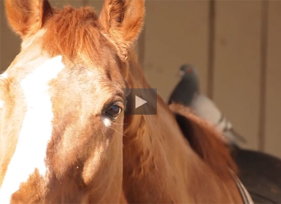 Pigeon and Horse