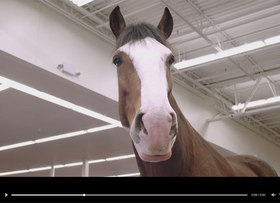 Clydesdales