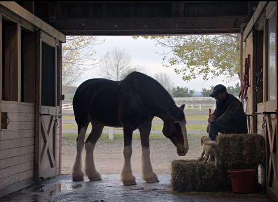 Clydesdales