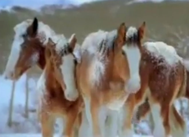 Budweiser Clydesdales Snowball