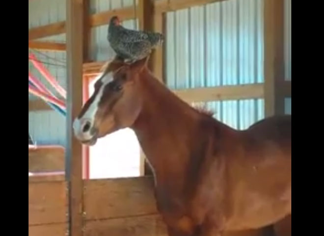 Chicken Hat