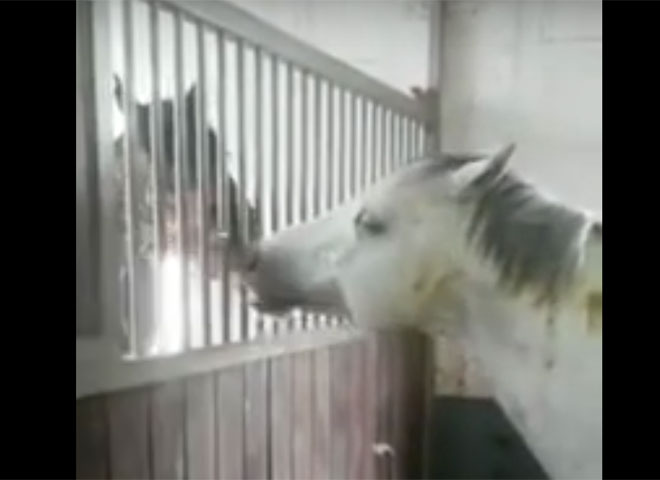 Horse Sharing Hay