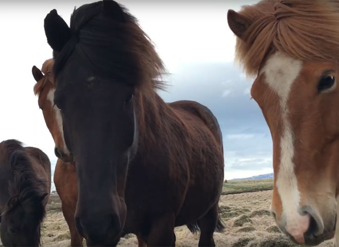 Icelandic Horses