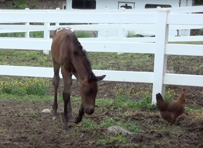 Nurse Mare Foals