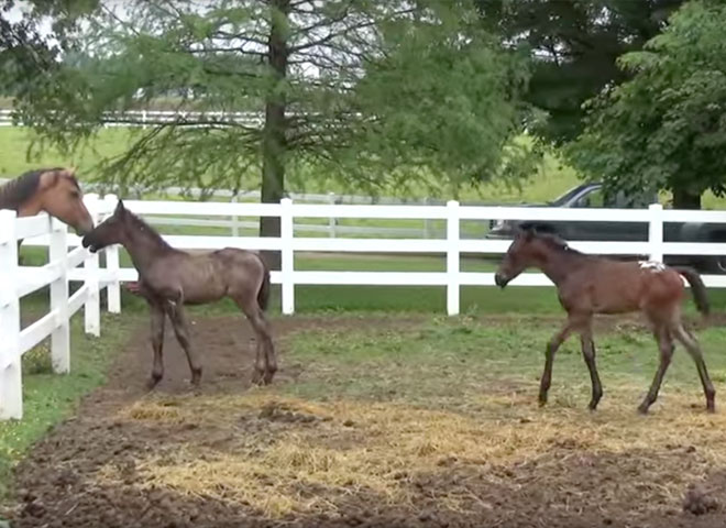 Nurse Mare Foals