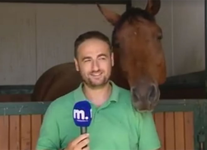 Horse and Reporter