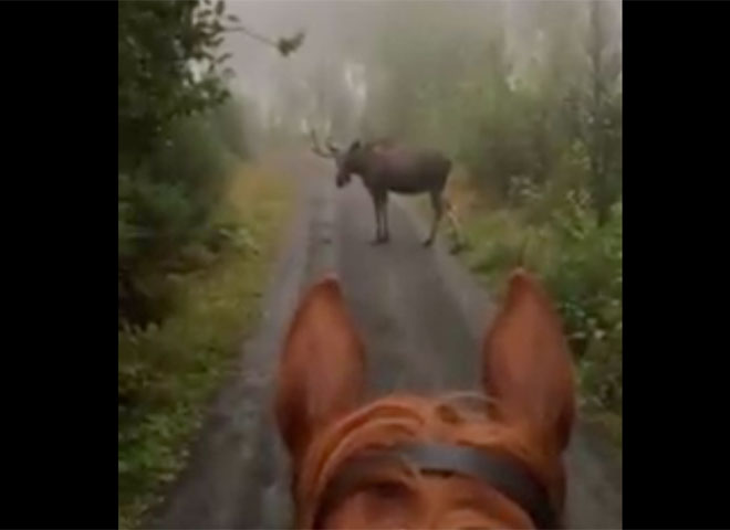 Moose on the Trail