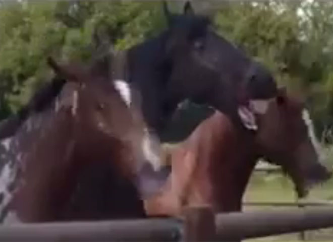 Volkswagen Horses