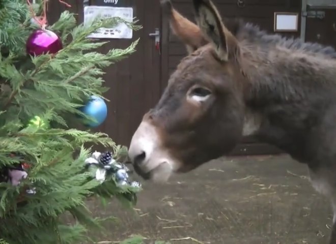 Donkey Decorating a Christmas Tree
