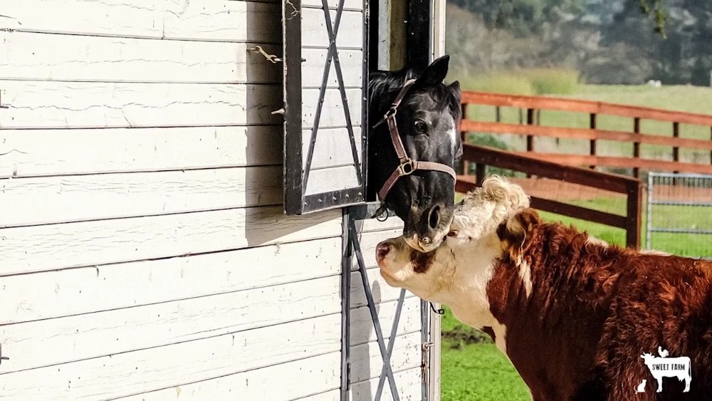 Cow and Horse