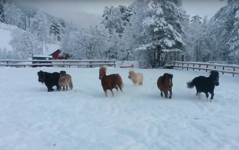 Mini Horses in the Snow