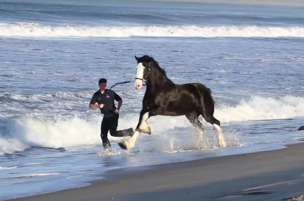 Express Clydesdales at the Beach