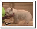 Grooming a West Highland White Terrier