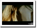 Horse Video
