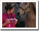 Deworming Your Horse