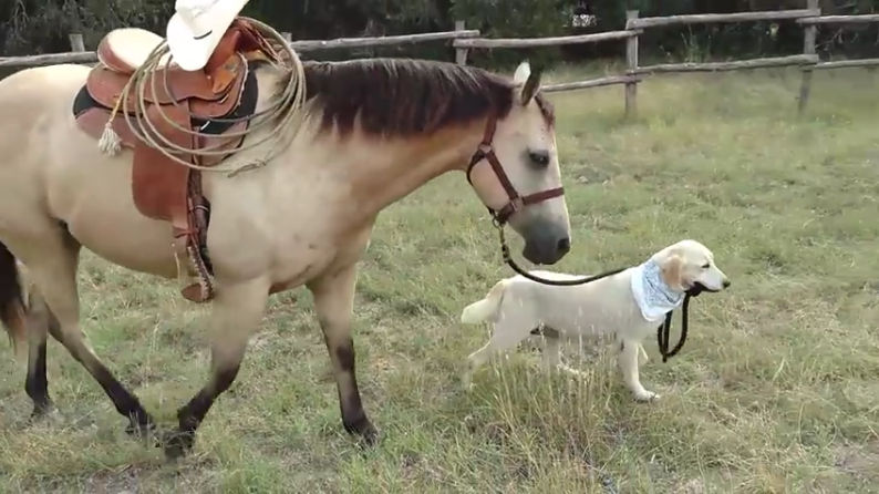 Dog Leads Horse