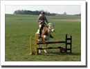 Show Jumping Cow