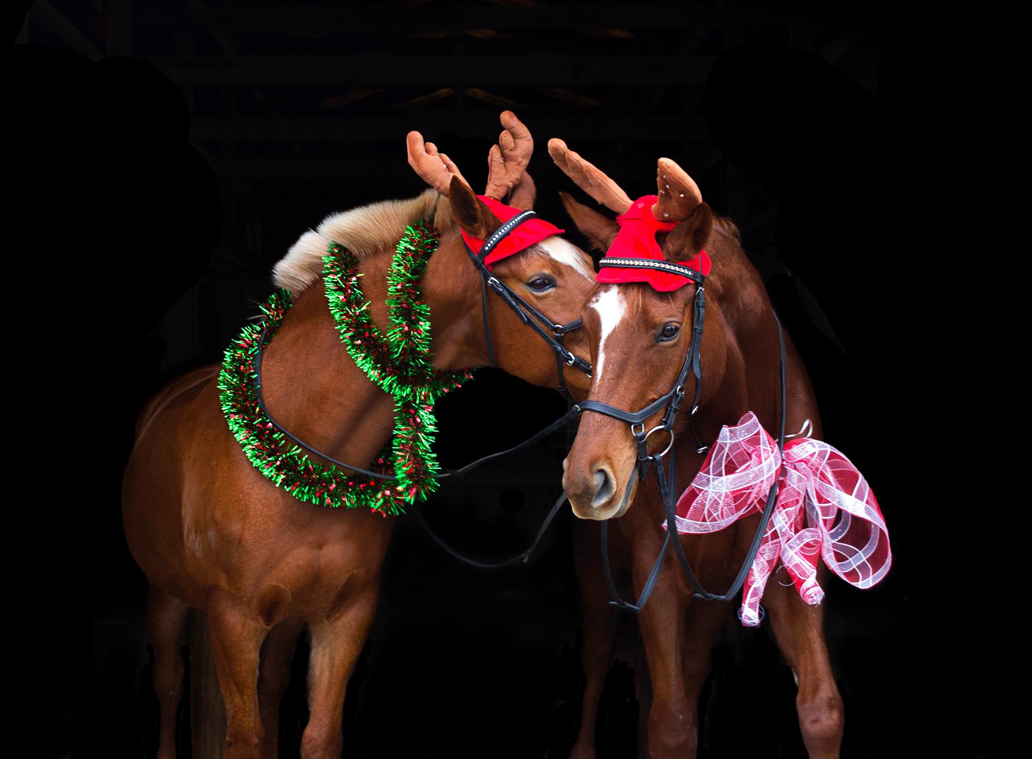 ARTICLE TITLE Horse Christmas