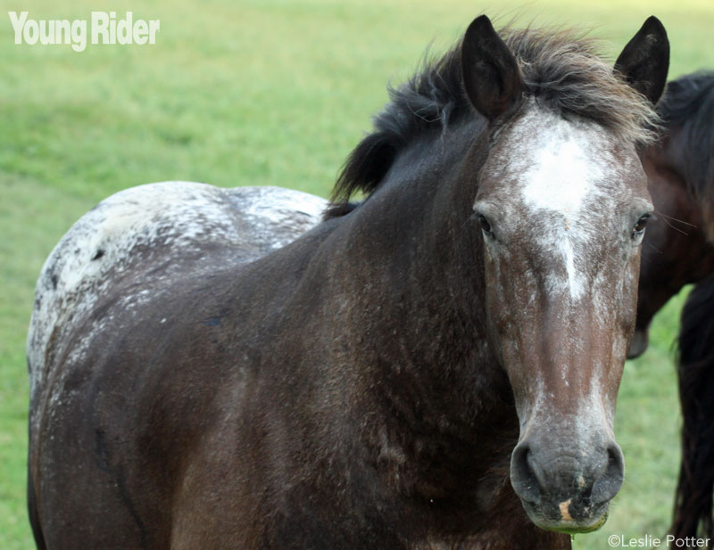 Appaloosa