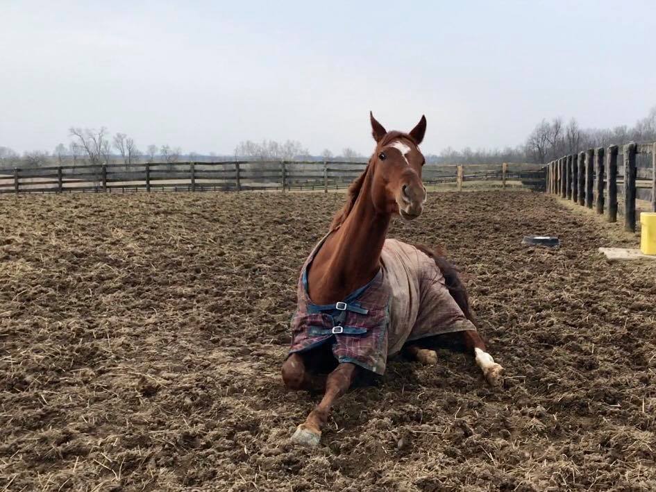 ARTICLE TITLE Ria in the mud