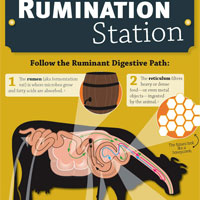 Rumination Station