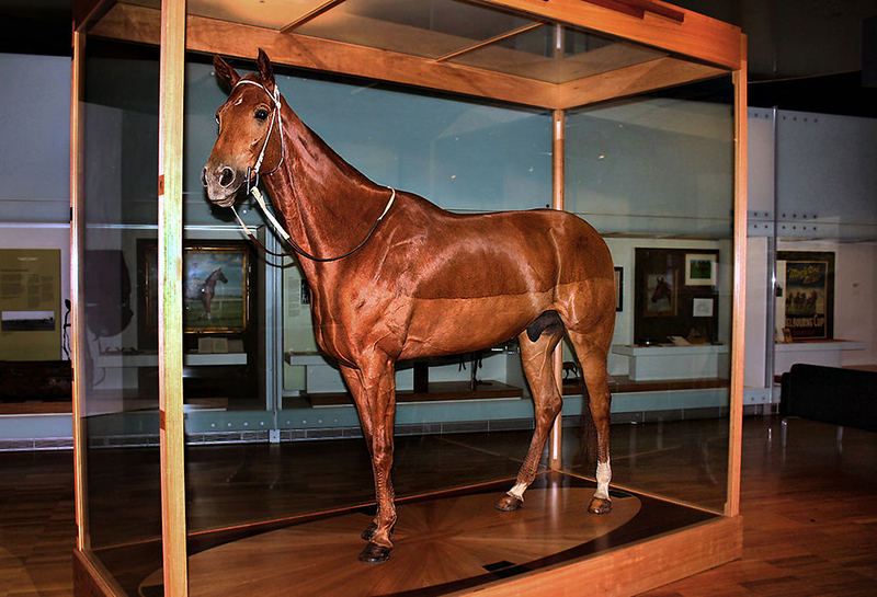 Taxidermied Horses