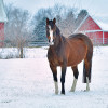 Horsey Holiday Gifts, Blanketing & More