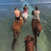Swimming with Adopted Horses in Montego Bay