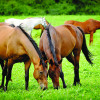 Social horse farms and budget barn hacks