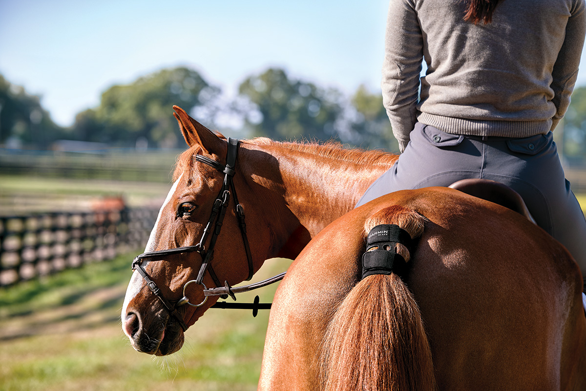 The Garmin Blaze Equine Wellness System.