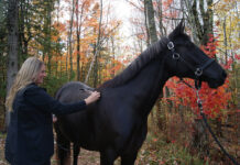 Helping Horses Heal Using Therapeutic Laser Therapy Kara Lawson, a licensed veterinary technician and owner of Infinite Equine Laser Therapy, LLC, performs therapeutic laser therapy on Tigo, a 7-year-old German Riding Pony.