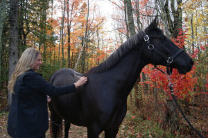 Helping Horses Heal Using Therapeutic Laser Therapy