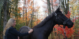 Kara Lawson, a licensed veterinary technician and owner of Infinite Equine Laser Therapy, LLC, performs therapeutic laser therapy on Tigo, a 7-year-old German Riding Pony.