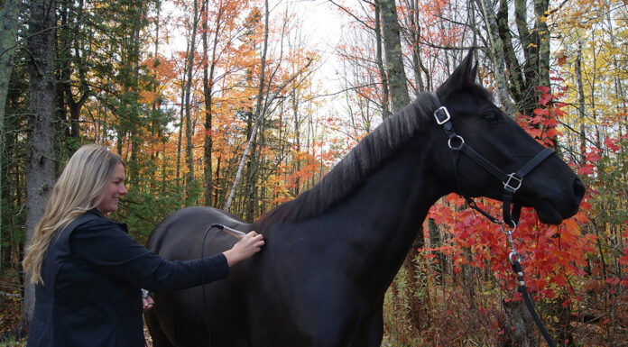Helping Horses Heal Using Therapeutic Laser Therapy Kara Lawson, a licensed veterinary technician and owner of Infinite Equine Laser Therapy, LLC, performs therapeutic laser therapy on Tigo, a 7-year-old German Riding Pony.