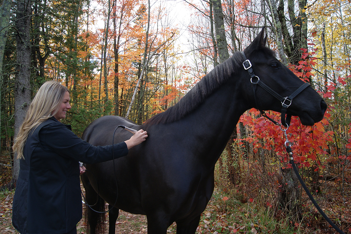 Kara Lawson, a licensed veterinary technician and owner of Infinite Equine Laser Therapy, LLC, performs therapeutic laser therapy on Tigo, a 7-year-old German Riding Pony. 
