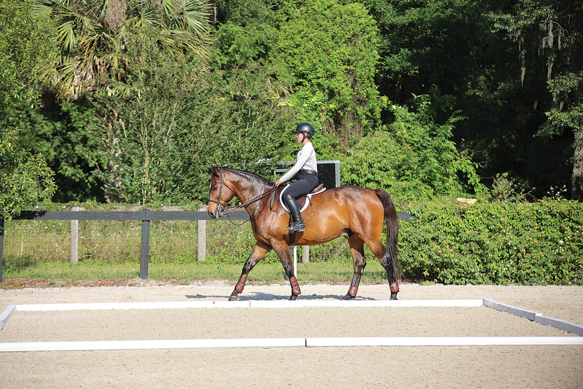 An equestrian entering the ring aboard a bay.