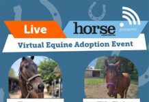 Adoptable horses from the ASPCA Virtual Adoption Event