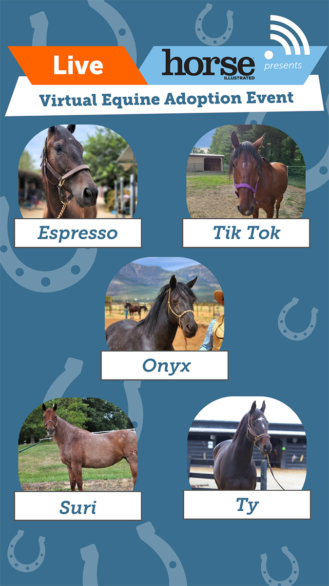 Adoptable horses from the ASPCA Virtual Adoption Event