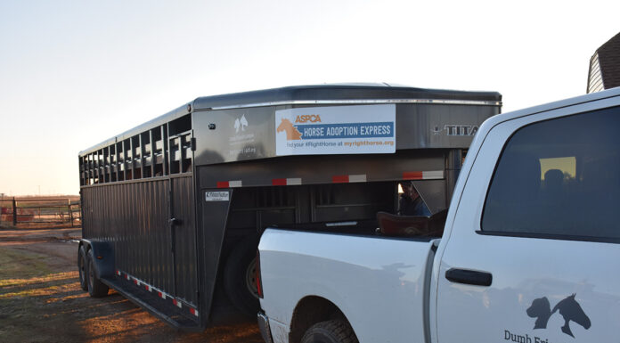 The ASPCA Horse Adoption Express