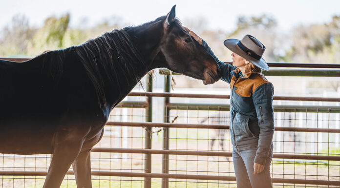 Humane Society of North Texas head trainer Amanda Stevens connecting with Jake, an owner-surrendered feral stallion