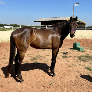 ASPCA Right Horse Adoptable Horse of the Week: Star Juancho