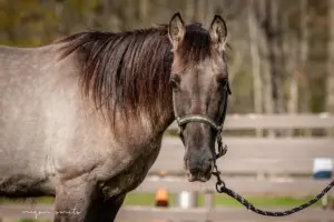 ASPCA Right Horse Adoptable Horse of the Week: Abby