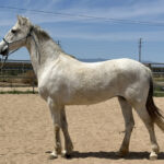 Adoptable horse Alma.