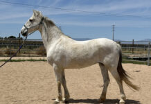 Adoptable horse Alma.
