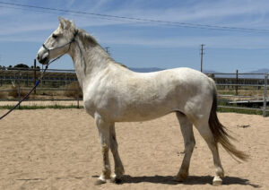 ASPCA Right Horse Adoptable Horse of the Week: Alma