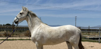 Adoptable horse Alma.