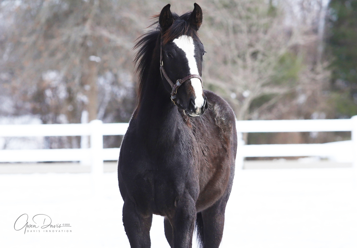 Adoptable horse Arthur.