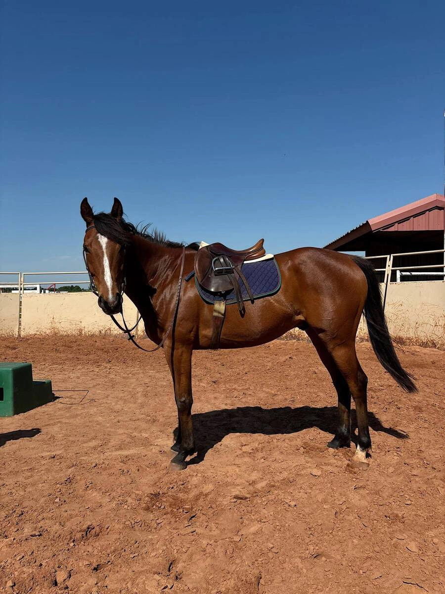 Adoptable horse Barn Shark.