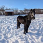 Adoptable horse Belle.